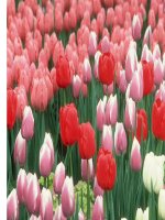 Sự tạo ảnh trên phim