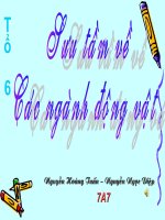 Sưu tầm về các ngành động vật