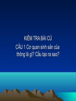 Bài 41: Hạt kín. Đặc điểm của thực vật hạt kín