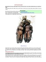 Bộ rễ cây hình người