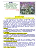 cây hoàn ngọc - cây thuốc đa năng