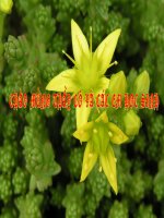 Tiết 45- Bằng chứng ĐV của loài người