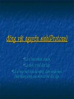 động vật nguyên sinh