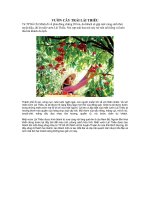 VƯỜN CÂY TRÁI LÁI THIÊU