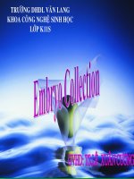 Thu và phân loại phôi sau khi gây siêu bài noãn