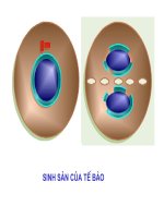 Bài 28 - SH 10 - Phân bào