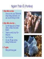 Ngành Thân lỗ (Porifera)