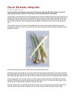 Cây xả sát khuẩn chống viêm