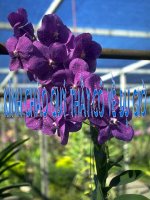 Ôn tập chươngII