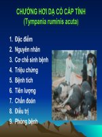 Bệnh chướng hơi dạ cỏ ở trâu bò