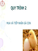 Quy trình mua và tiếp nhận gà con