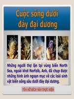 Cuộc sống dưới đáy đại dương