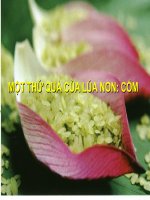 57MOT THU QUA CUA LUA NON COM.ppt