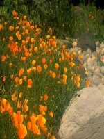 Tiết 29: Ước chung và bội chung