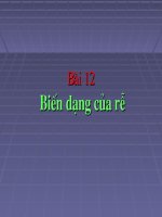Bai 12_Bien dang cua re