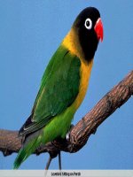 Bài 17Mối quan hệ giữa gen và ARN