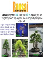 Bonsai