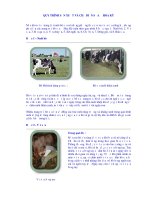 Quy trình chăn nuôi và chế biến sữa tại hoa kỳ 