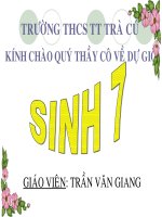 bải: gian dua