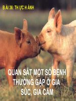 Thực hành: Quan sát bệnh ở vật nuôi