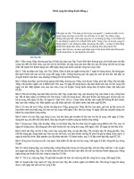 Chữa rụng tóc bằng thuốc Đông y