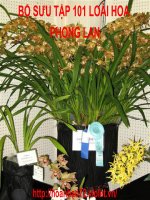 Bộ sưu tập 101 loài hoa Phong Lan