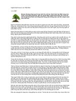 Nghệ thuật Bonsai Nhật Bản