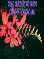 Tiết 17. ÔN TẬP HKI