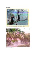 ẢNH ĐẸP - MÙA HOA BAN - MỘC CHÂU - SƠN LA