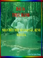 Bài 16 Thực hành nhận biết sâu bệnh hại lúa