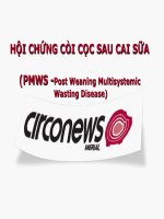 Bệnh do Circo virus (PMWS, HỘI CHỨNG CÒI CỌC SAUCAI SỮA )