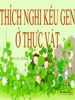 thích nghi kiểu gen ở thuc vật