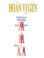 Hoán vị gen
