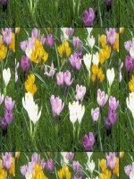 TH tchh cua bazo va muoi