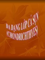 ĐA DẠNG LỚP CÁ SỤN