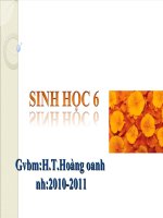 cau tao ngoài của than