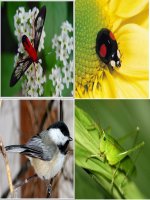 CAM UNG O DONG VAT(TIET 1)