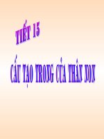 Cấu tạo trong của thân non