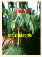 Cấu tạo ngoài của thân