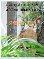 Quàn thể sinh vật - Sinh 9