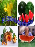 Bài 6 : Đột biến số lượng NST