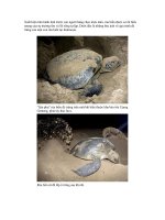 Hình ảnh sinh sản của rùa biển