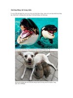 Ảnh đẹp trong tuần Z