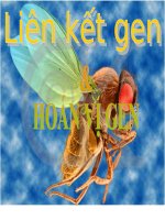 liên kết gen bài 11