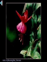 English 6, Unit 8, Lesson 5