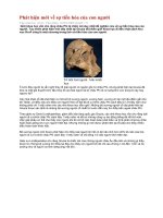 phát hiện  mới về sự tiến hóa con người