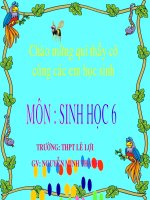 NGUỒN GỐC CÂY TRỒNG-SH 6