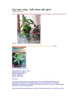 cây lược vàng chữa bệnh