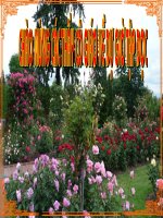 TD5: CHUYỆN MỘT KHU VƯỜN NHỎ.