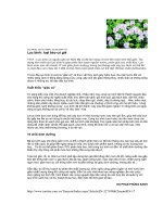 Bèo lục bình bảo vê môi trường